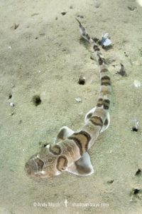 Tiger Catshark, Halaelurus natalensis.