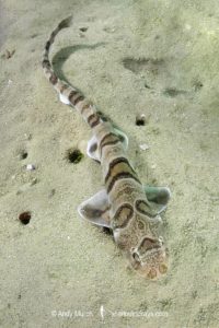 Tiger Catshark, Halaelurus natalensis.