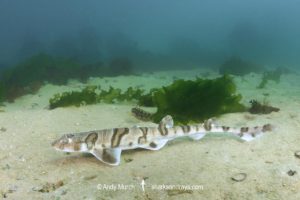 Tiger Catshark, Halaelurus natalensis.