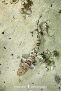 Tiger Catshark, Halaelurus natalensis.