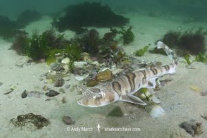 Tiger Catshark, Halaelurus natalensis.