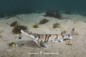 Tiger Catshark, Halaelurus natalensis.