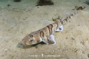 Tiger Catshark, Halaelurus natalensis.