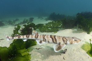 Tiger Catshark, Halaelurus natalensis.