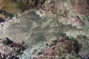 Angular Angelshark, Squatina guggenheim. Aka hidden angelshark and spiny angel shark. Mar Del Plata, Argentina, Southwest Atlantic Ocean.