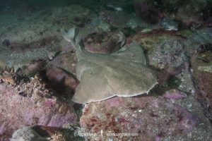 Angular Angelshark, Squatina guggenheim. Aka hidden angelshark and spiny angel shark. Mar Del Plata, Argentina, Southwest Atlantic Ocean.