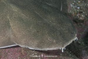 Angular Angelshark, Squatina guggenheim. Aka hidden angelshark and spiny angel shark. Mar Del Plata, Argentina, Southwest Atlantic Ocean.