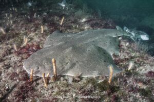 Angular Angelshark, Squatina guggenheim