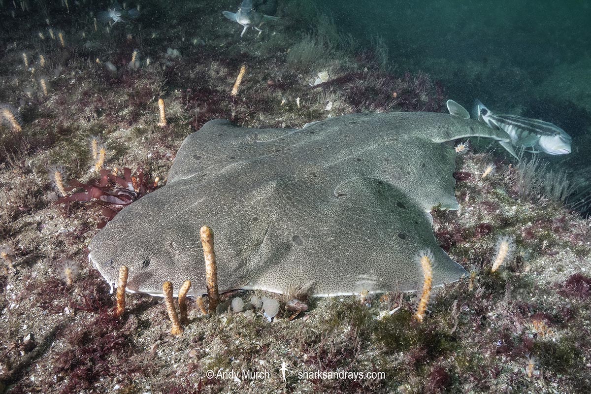 Angular Angelshark Squatina Guggenheim Angular Angelshark Squatina Guggenheim