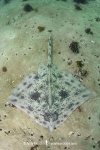 Biscuit Skate, Raja straeleni. Aka spotted skate. Long Beach, Simonstown, False Bay, Western Cape, South Africa, South Atlantic Ocean.