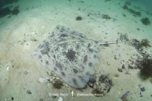 Biscuit Skate, Raja straeleni. Aka spotted skate. Long Beach, Simonstown, False Bay, Western Cape, South Africa, South Atlantic Ocean.
