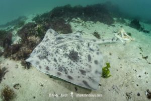 Biscuit Skate, Raja straeleni. Aka spotted skate. Long Beach, Simonstown, False Bay, Western Cape, South Africa, South Atlantic Ocean.