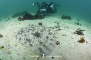 Biscuit Skate, Raja straeleni. Aka spotted skate. Long Beach, Simonstown, False Bay, Western Cape, South Africa, South Atlantic Ocean.