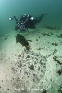 Biscuit Skate, Raja straeleni. Aka spotted skate. Long Beach, Simonstown, False Bay, Western Cape, South Africa, South Atlantic Ocean.