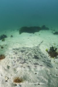 Biscuit Skate, Raja straeleni. Aka spotted skate. Long Beach, Simonstown, False Bay, Western Cape, South Africa, South Atlantic Ocean.