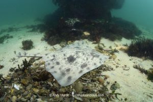 Biscuit Skate, Raja straeleni. Aka spotted skate. Long Beach, Simonstown, False Bay, Western Cape, South Africa, South Atlantic Ocean.