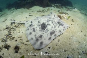 Biscuit Skate, Raja straeleni. Aka spotted skate. Long Beach, Simonstown, False Bay, Western Cape, South Africa, South Atlantic Ocean.