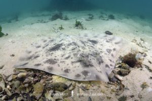 Biscuit Skate, Raja straeleni. Aka spotted skate. Long Beach, Simonstown, False Bay, Western Cape, South Africa, South Atlantic Ocean.