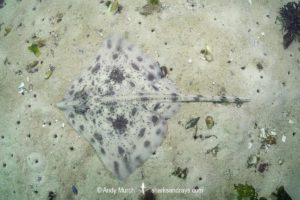 Biscuit Skate, Raja straeleni. Aka spotted skate. Long Beach, Simonstown, False Bay, Western Cape, South Africa, South Atlantic Ocean.