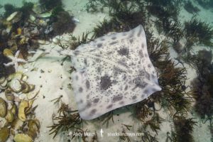 Biscuit Skate, Raja straeleni. Aka spotted skate. Long Beach, Simonstown, False Bay, Western Cape, South Africa, South Atlantic Ocean.