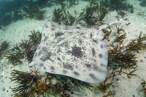 Biscuit Skate, Raja straeleni. Aka spotted skate. Long Beach, Simonstown, False Bay, Western Cape, South Africa, South Atlantic Ocean.