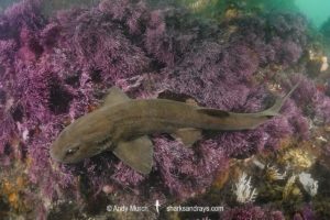 Brown Shyshark, Haploblepharus fuscus.