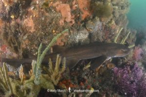 Brown Shyshark, Haploblepharus fuscus.