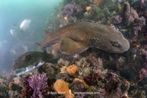 Brown Shyshark, Haploblepharus fuscus.