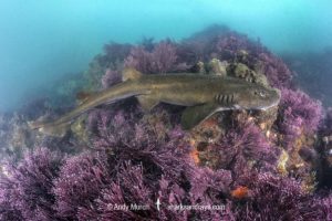 Brown Shyshark, Haploblepharus fuscus.