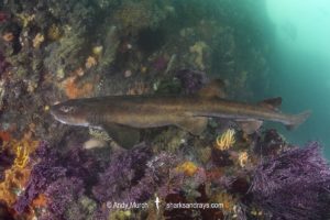 Brown Shyshark, Haploblepharus fuscus.