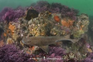 Brown Shyshark, Haploblepharus fuscus.