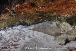 Indian Ocean Bluespotted Maskray. Neotrygon indica.