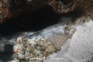 Indian Ocean Bluespotted Maskray. Neotrygon indica.
