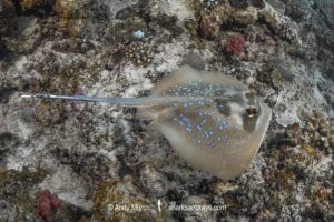 Indian Ocean Bluespotted Maskray. Neotrygon indica.