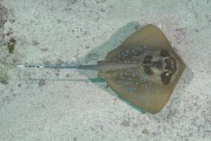 Indian Ocean Bluespotted Maskray. Neotrygon indica.
