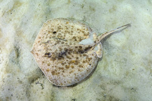 Chilean Round Stingray - Urotrygon chilensis