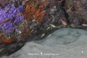 Gulf Torpedo Ray, Torpedo sinuspersici. Aka Persian Gulf Torpedo or variable torpedo ray. Stringer Reef, Sodwana Bay, South Africa, Indian Ocean.