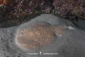 Gulf Torpedo Ray, Torpedo sinuspersici. Aka Persian Gulf Torpedo or variable torpedo ray. Stringer Reef, Sodwana Bay, South Africa, Indian Ocean.