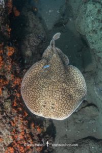 Gulf Torpedo Ray, Torpedo sinuspersici. Aka Persian Gulf Torpedo or variable torpedo ray. Stringer Reef, Sodwana Bay, South Africa, Indian Ocean.