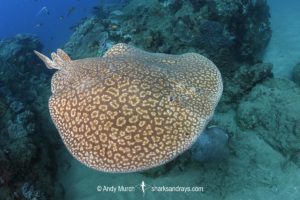 Gulf Torpedo Ray, Torpedo sinuspersici. Aka Persian Gulf Torpedo or variable torpedo ray. Stringer Reef, Sodwana Bay, South Africa, Indian Ocean.