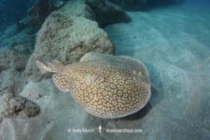 Gulf Torpedo Ray, Torpedo sinuspersici. Aka Persian Gulf Torpedo or variable torpedo ray. Stringer Reef, Sodwana Bay, South Africa, Indian Ocean.