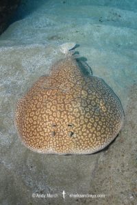 Gulf Torpedo Ray, Torpedo sinuspersici. Aka Persian Gulf Torpedo or variable torpedo ray. Stringer Reef, Sodwana Bay, South Africa, Indian Ocean.