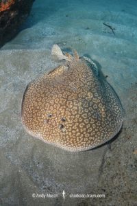 Gulf Torpedo Ray, Torpedo sinuspersici. Aka Persian Gulf Torpedo or variable torpedo ray. Stringer Reef, Sodwana Bay, South Africa, Indian Ocean.