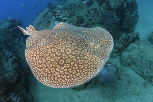 Gulf Torpedo Ray, Torpedo sinuspersici. Aka Persian Gulf Torpedo or variable torpedo ray. Stringer Reef, Sodwana Bay, South Africa, Indian Ocean.