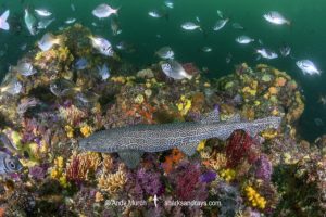 Leopard Catshark, Poroderma pantherinum. Indian Ocean colour variant.