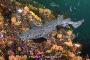 Leopard Catshark, Poroderma pantherinum. Indian Ocean colour variant.