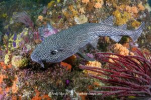 Leopard Catshark, Poroderma pantherinum. Indian Ocean colour variant.