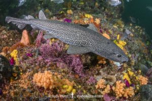 Leopard Catshark, Poroderma pantherinum. Indian Ocean colour variant.