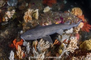 Leopard Catshark, Poroderma pantherinum. Indian Ocean colour variant.