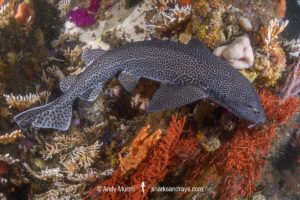 Leopard Catshark, Poroderma pantherinum. Indian Ocean colour variant.